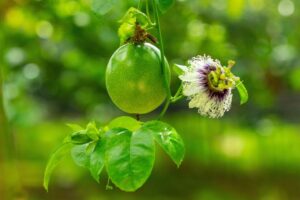 Een groene passievrucht en passiebloem in bloei