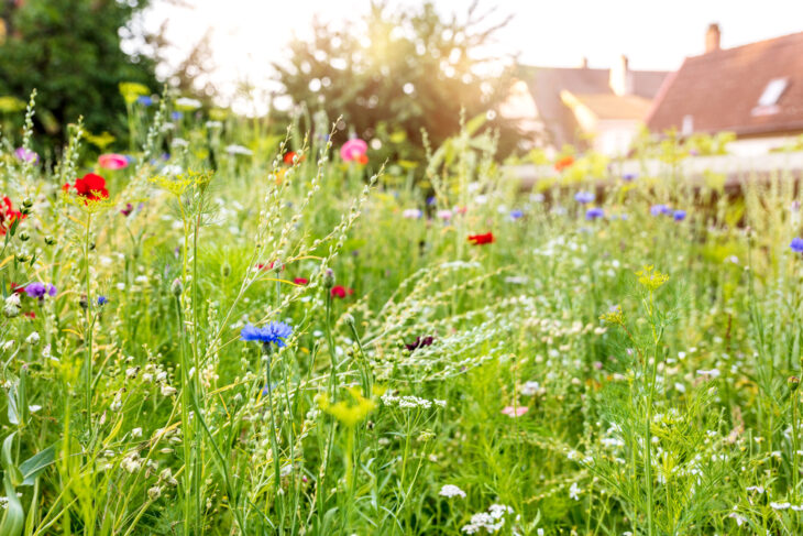 biodivers gazon, natuurvriendelijk gazon, gazon met bloemen