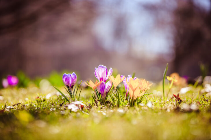 biodivers gazon, natuurvriendelijk gazon, gazon met bloemen