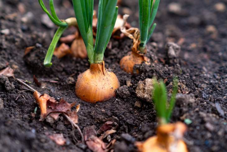 Uien planten en kweken in de moestuin: de beste tips