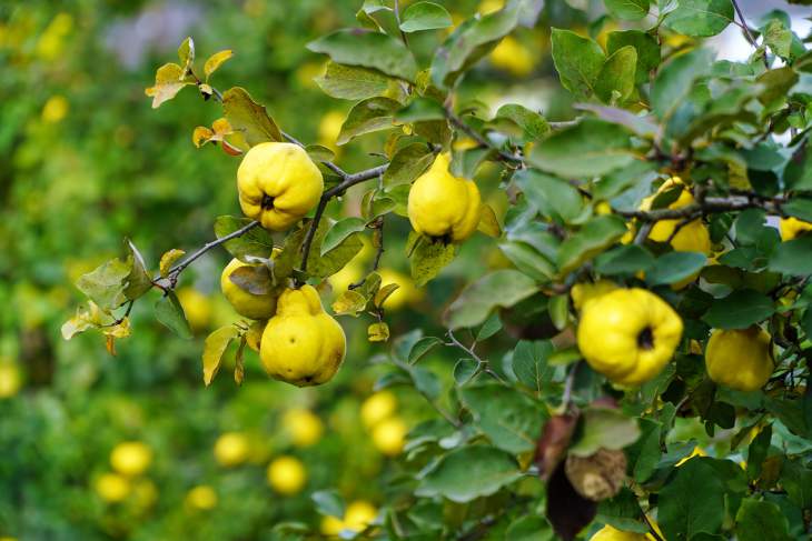 Alles over de kweepeer boom: planten, snoeien en oogsten