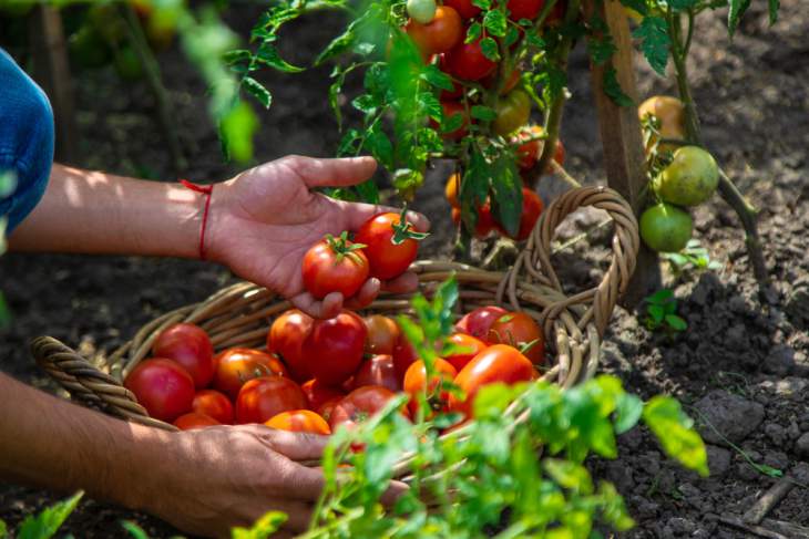 tomatensaus maken met eigen gekweekte tomaten