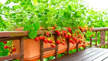Aardbeien kweken op hoogte geeft meer gemak en smaak