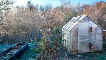 De moestuin in januari: zaaien, oogsten en kweken