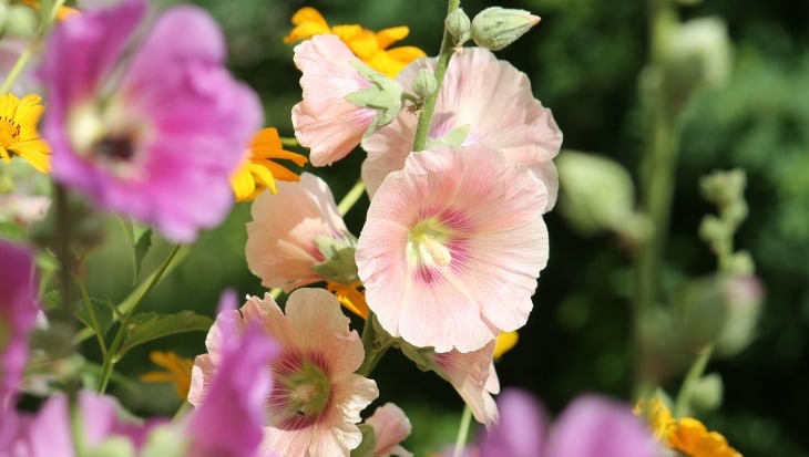 Praktisch siertuin: overgang & voorbereiden