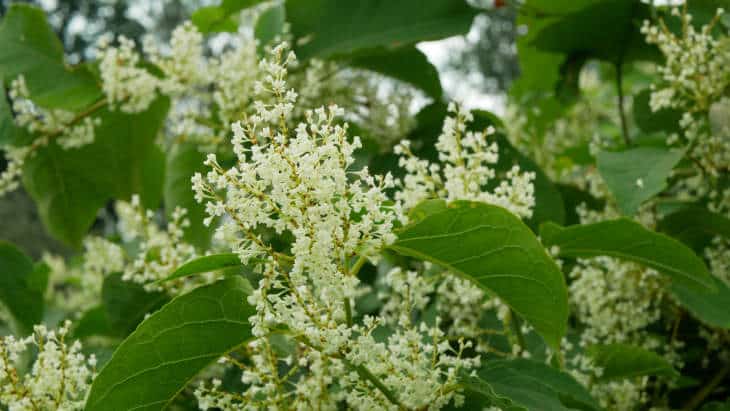 Japanse duizendknoop: een onverwachte gast in de tuin