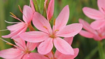 Plant in de kijker: de moerasgladiool