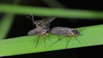 Rouwvliegjes: wat kun je doen tegen die kleine vliegjes in huis?
