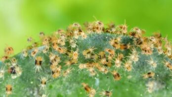 Spint bestrijden: zo pak je spint in de tuin aan