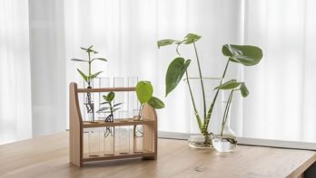 Afbeelding voor 5 nummers voor € 36,95 + gratis Green Start Stekset