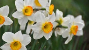 Tijd voor bloembollen