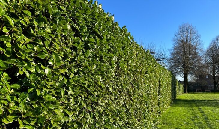 Tuinafscheiding met stijl: waarom deze lauriersoort zo populair is